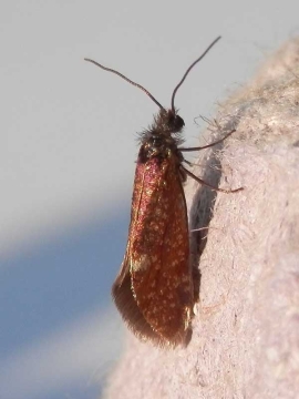 Eriocrania semipurpurella 